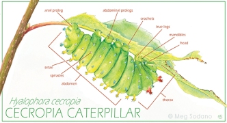 Cecropia moth anatomy